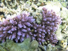 Альбом отзыва "Подводный мир Марса-Алам"