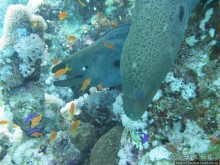 Альбом отзыва "Подводный мир Марса-Алам"