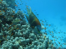 Подводный мир Марса-Алам