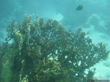 Подводный мир Марса-Алам