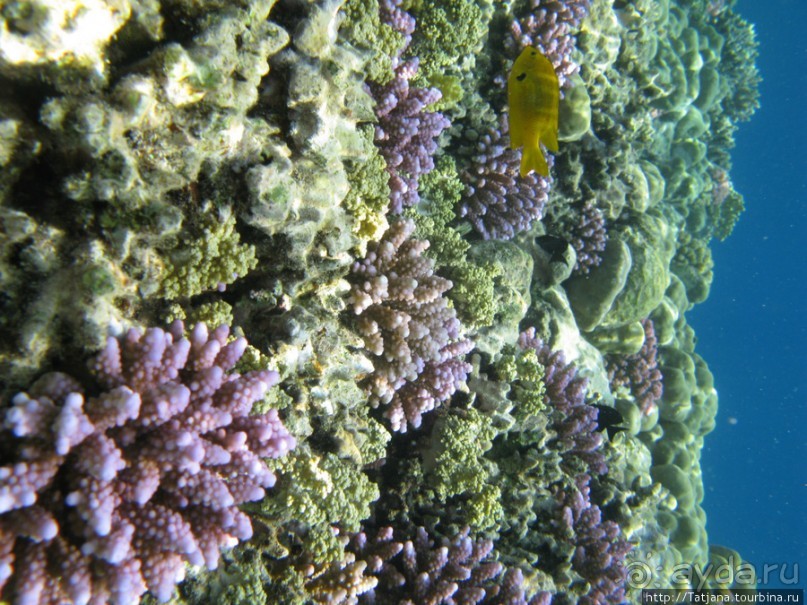 Альбом отзыва "Подводный мир Марса-Алам"