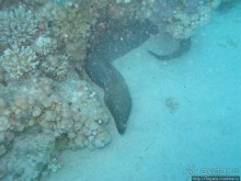 Подводный мир Марса-Алам