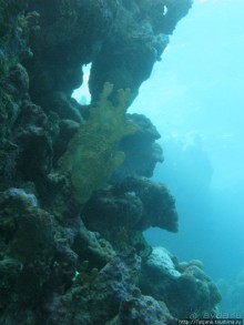 Альбом отзыва "Подводный мир Марса-Алам"