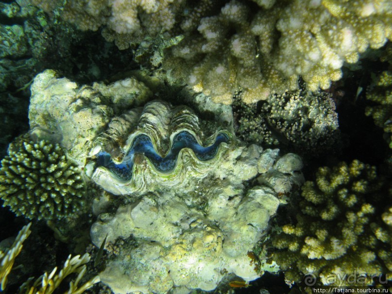 Подводный мир Марса-Алам