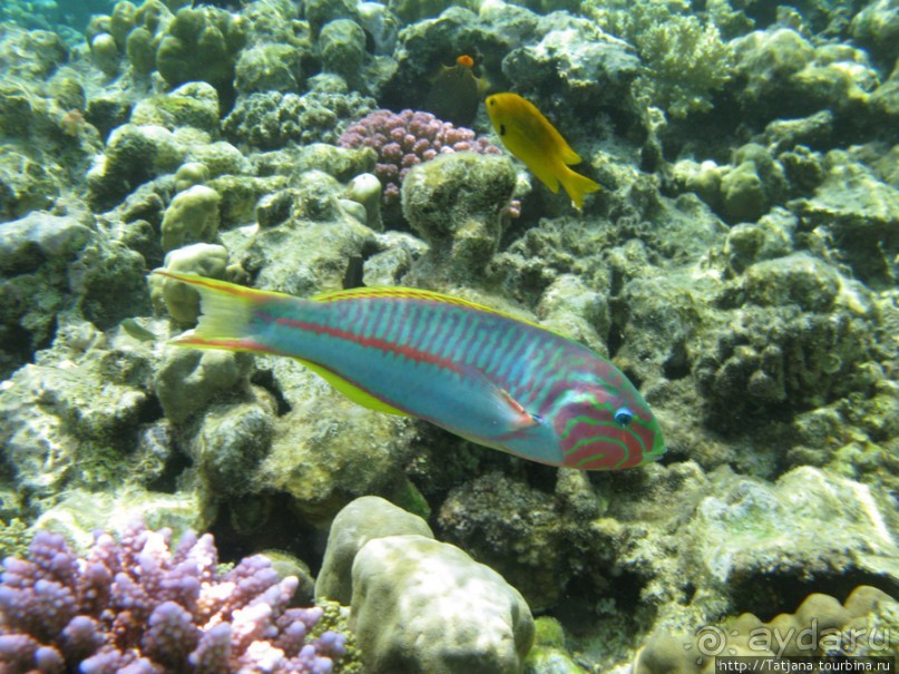 Альбом отзыва "Подводный мир Марса-Алам"