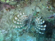 Подводный мир Марса-Алам