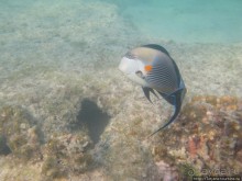 Подводный мир Марса-Алам