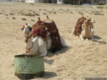 Альбом отзыва "Подводный мир Марса-Алам"