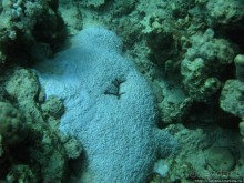 Альбом отзыва "Подводный мир Марса-Алам"