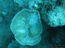 Альбом отзыва "Подводный мир Марса-Алам"