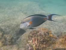 Подводный мир Марса-Алам