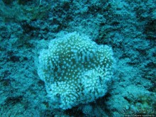 Альбом отзыва "Подводный мир Марса-Алам"