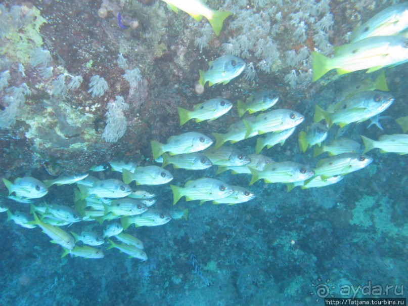 Подводный мир Марса-Алам