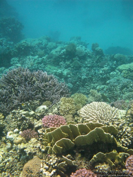 Подводный мир Марса-Алам