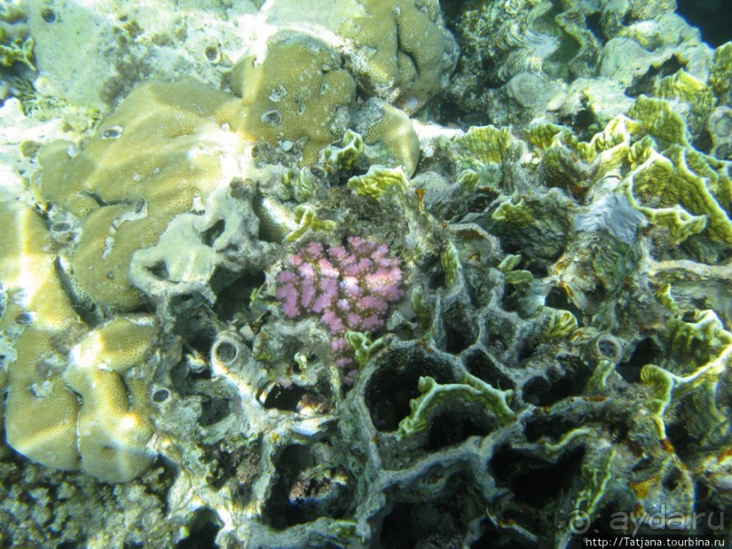 Альбом отзыва "Подводный мир Марса-Алам"