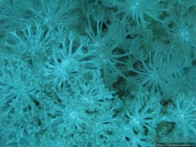 Подводный мир Марса-Алам