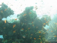 Подводный мир Марса-Алам