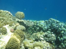 Альбом отзыва "Подводный мир Марса-Алам"