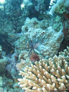 Подводный мир Марса-Алам