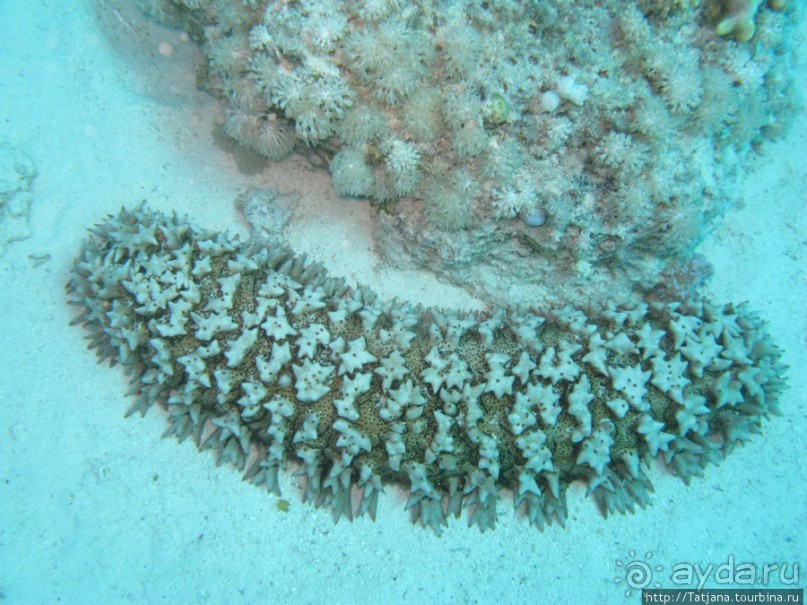 Подводный мир Марса-Алам