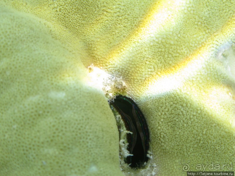 Подводный мир Марса-Алам