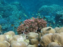 Подводный мир Марса-Алам