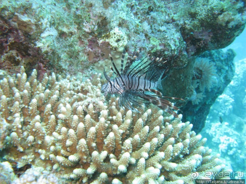 Подводный мир Марса-Алам