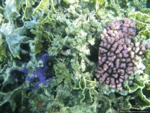 Альбом отзыва "Подводный мир Марса-Алам"