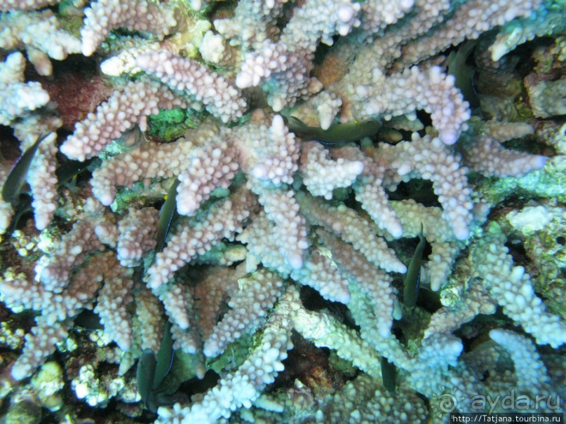 Подводный мир Марса-Алам