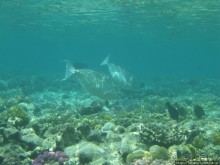 Подводный мир Марса-Алам