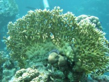 Альбом отзыва "Подводный мир Марса-Алам"