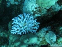 Подводный мир Марса-Алам