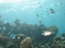 Альбом отзыва "Подводный мир Марса-Алам"