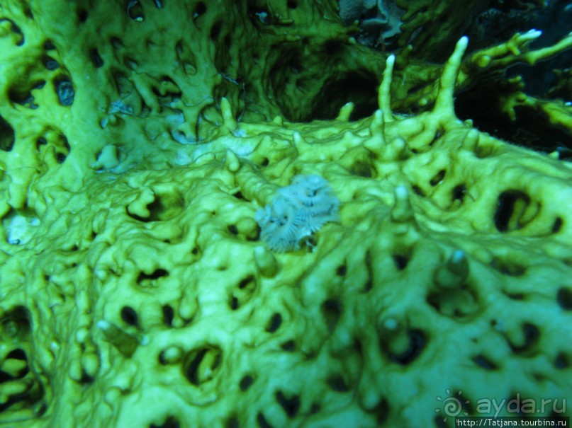 Подводный мир Марса-Алам