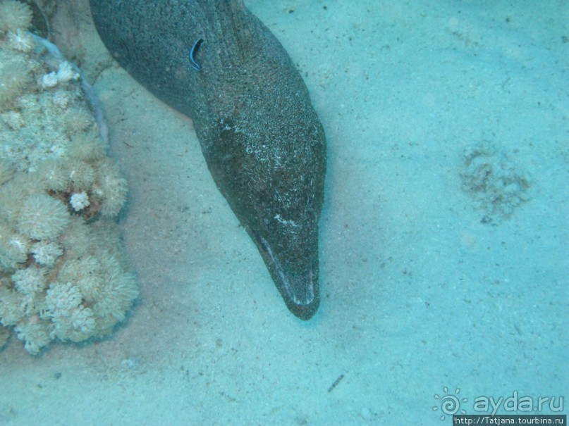 Подводный мир Марса-Алам