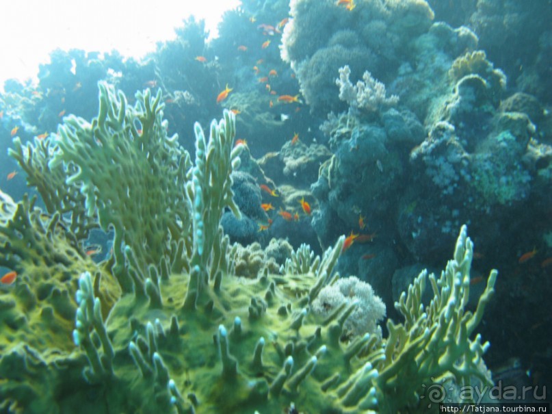 Подводный мир Марса-Алам