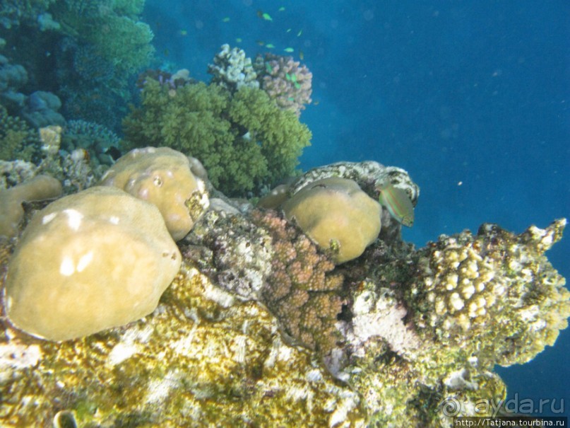 Подводный мир Марса-Алам