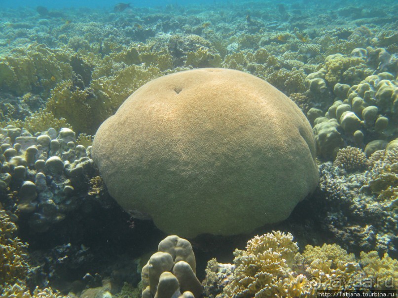 Подводный мир Марса-Алам