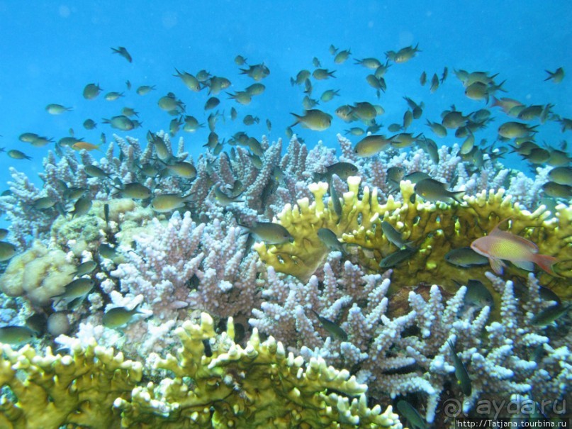 Подводный мир Марса-Алам