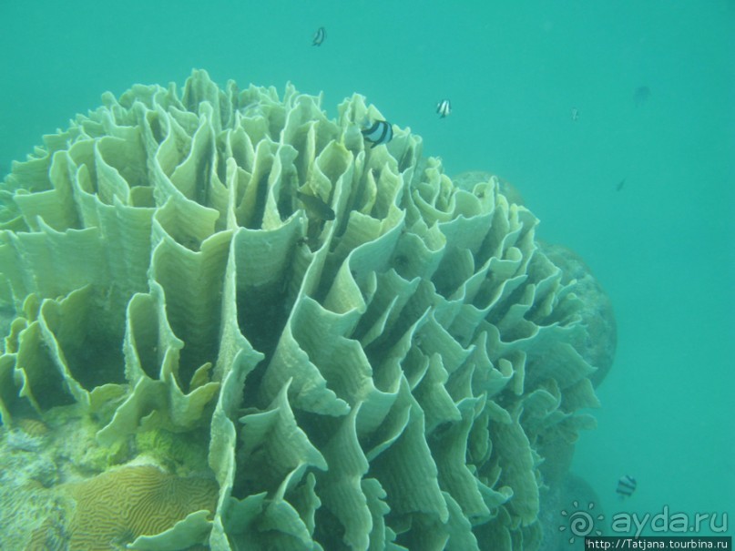 Подводный мир Марса-Алам