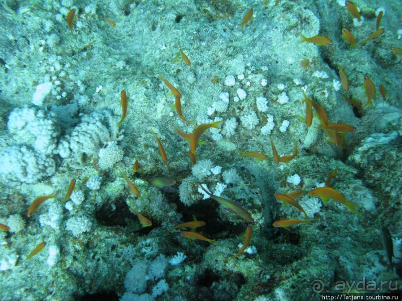 Подводный мир Марса-Алам