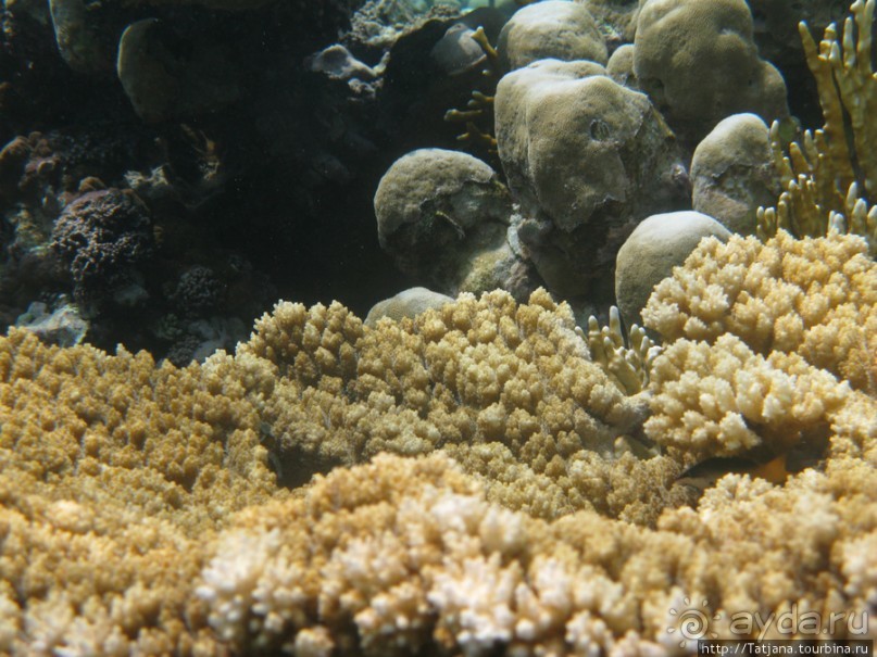 Подводный мир Марса-Алам