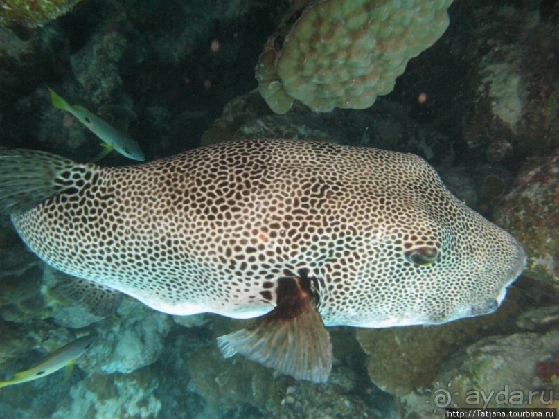 Подводный мир Марса-Алам