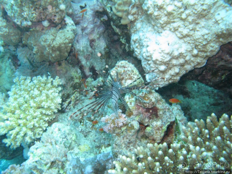 Подводный мир Марса-Алам