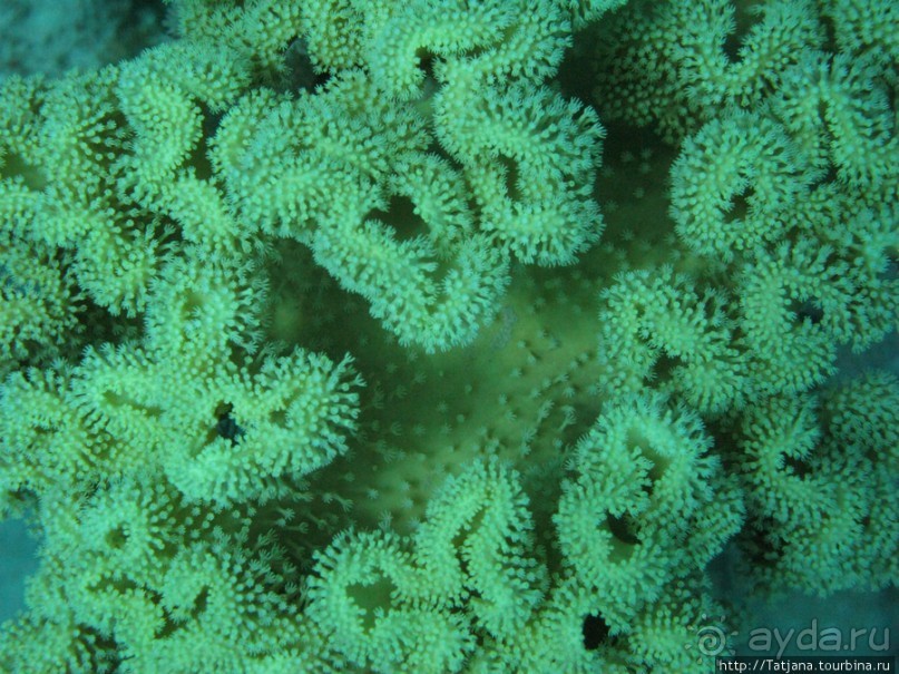 Подводный мир Марса-Алам