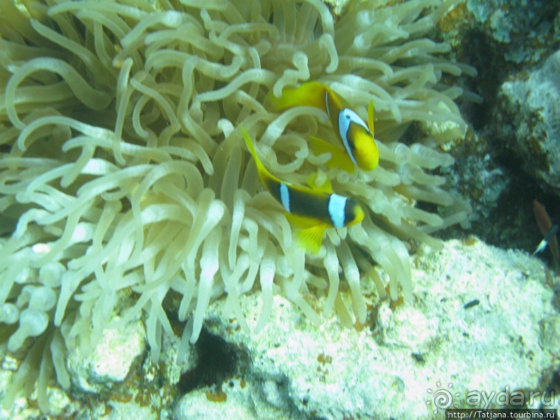 Подводный мир Марса-Алам