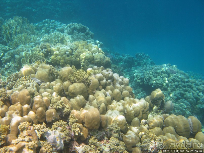 Подводный мир Марса-Алам