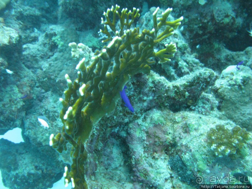 Подводный мир Марса-Алам