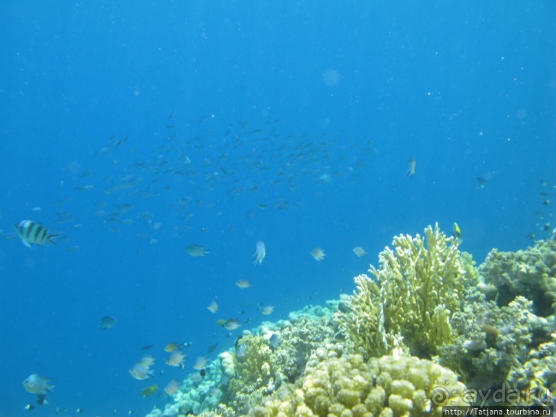 Подводный мир Марса-Алам