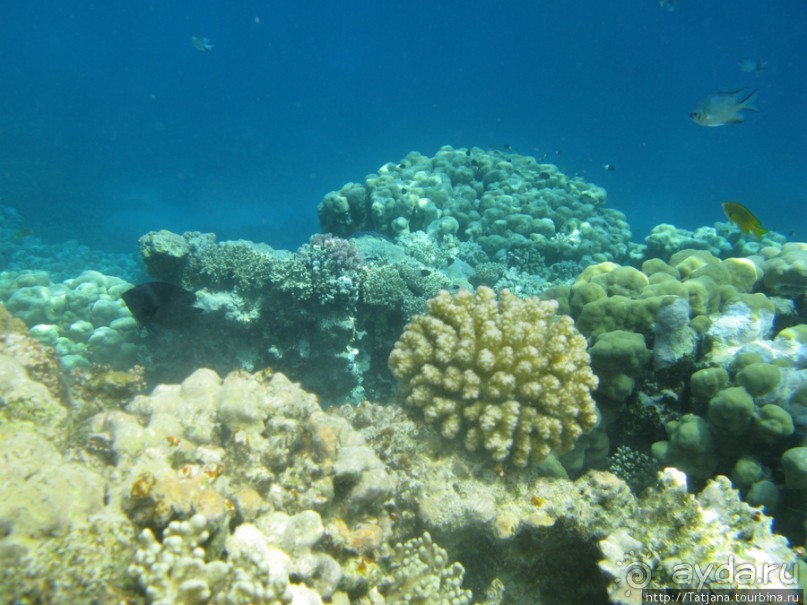 Подводный мир Марса-Алам